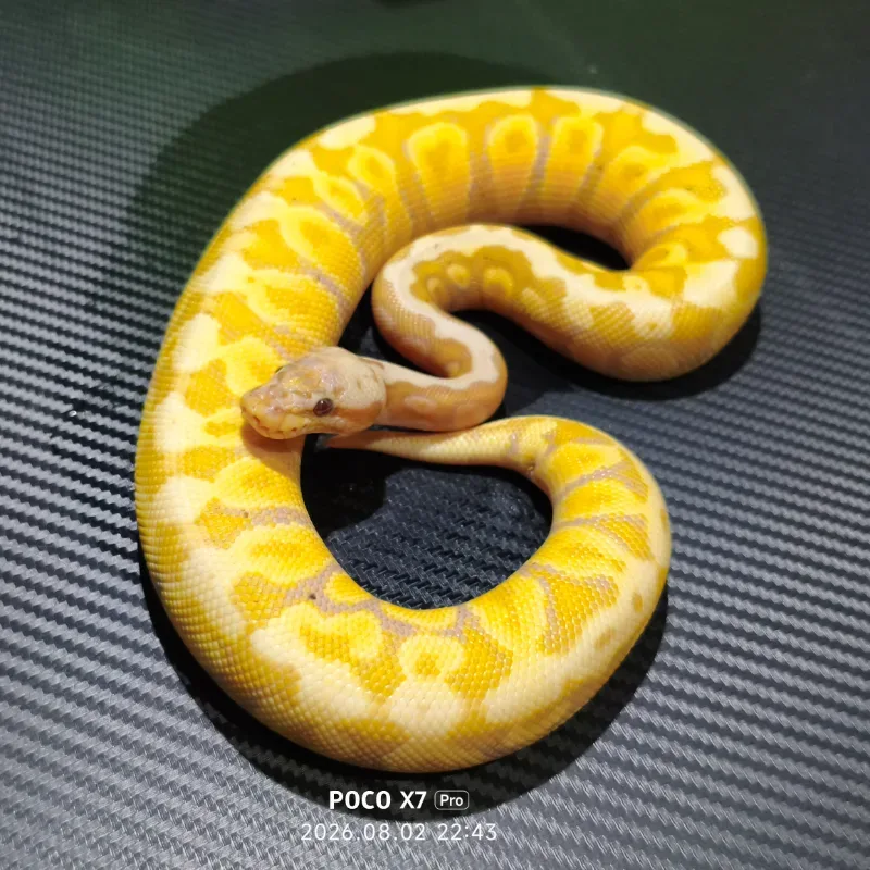 Banana Pastel Spotnose Het Clown