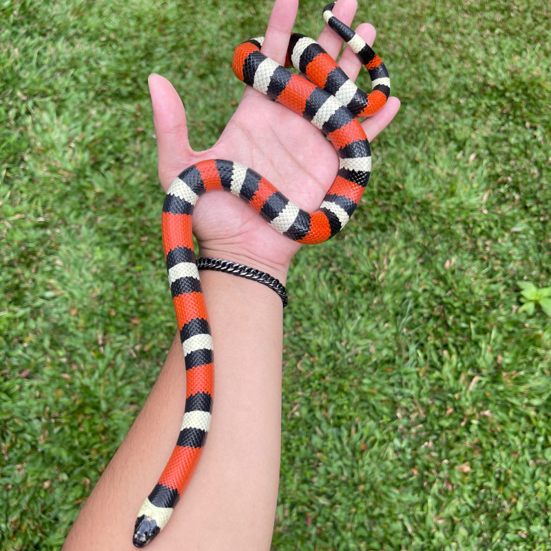 Milksnake Pueblan perfect rings
