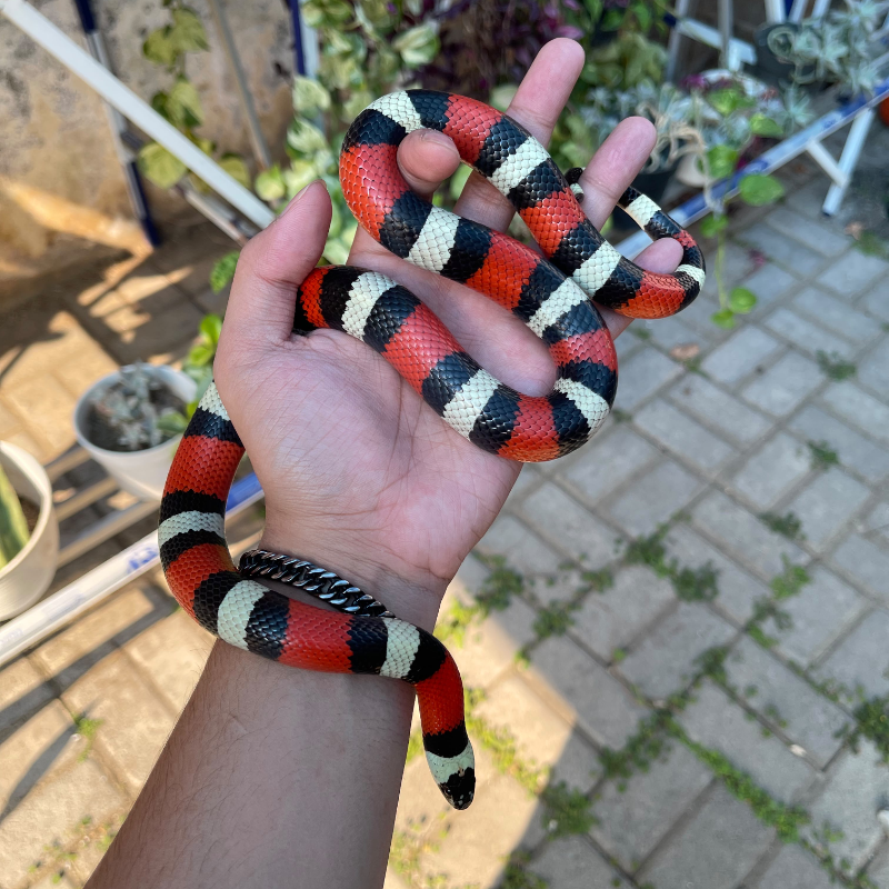 Milksnake Pueblan perfect rings