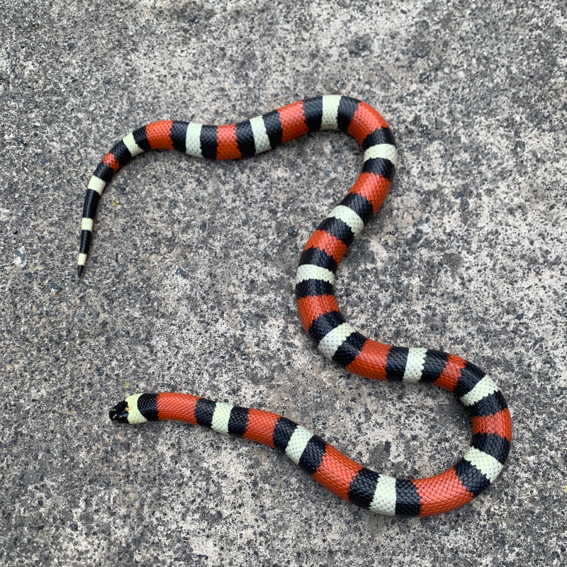 Milksnake Pueblan perfect rings