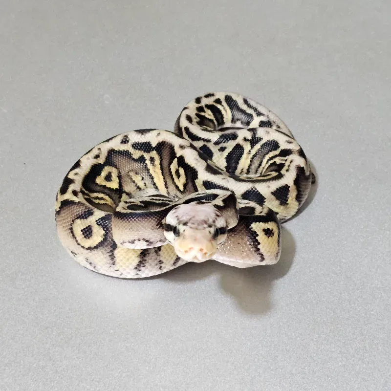 Enchi Pastel Spotnose Wookie Het Clown