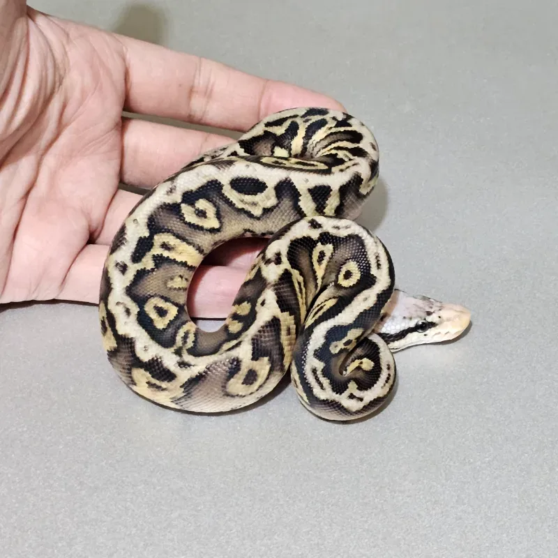 Enchi Pastel Spotnose Wookie Het Clown 2