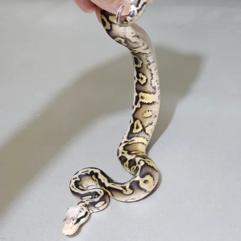 Enchi Pastel Spotnose Wookie Het Clown 3