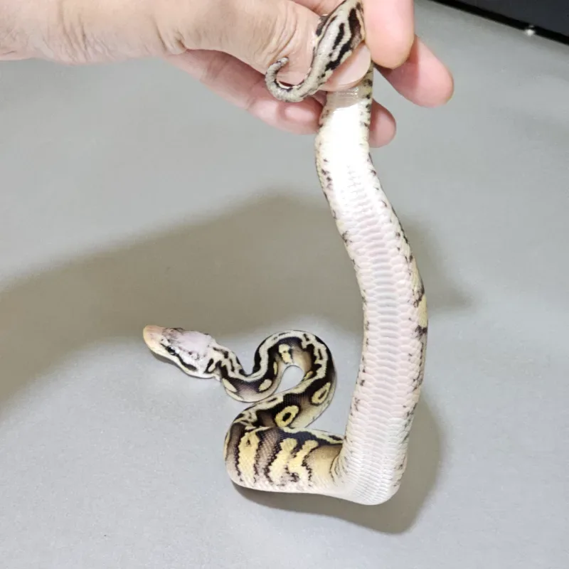 Enchi Pastel Spotnose Wookie Het Clown 4