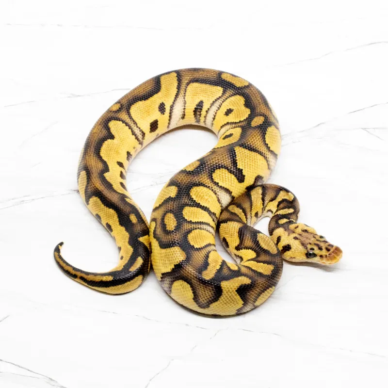 Chocolate Pastel Clown