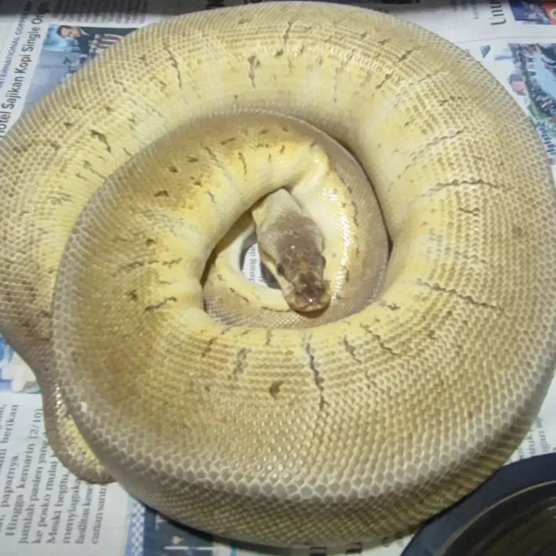 Super Pastel Pinstripe