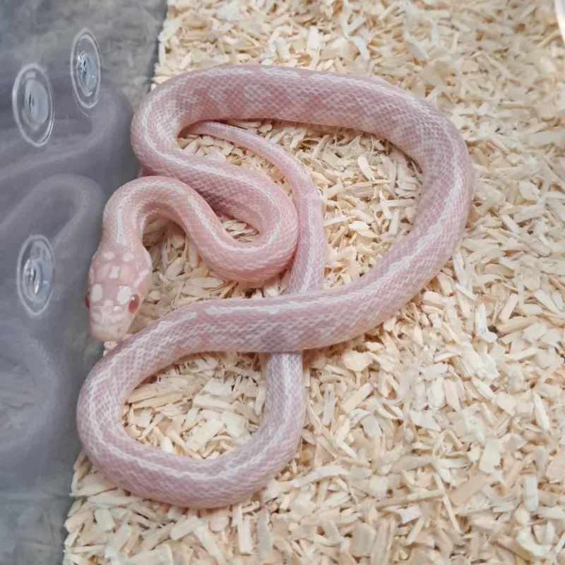 Snow tessera nelson supercorn