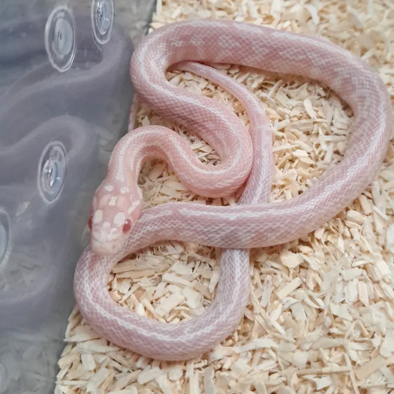 Snow tessera nelson supercorn