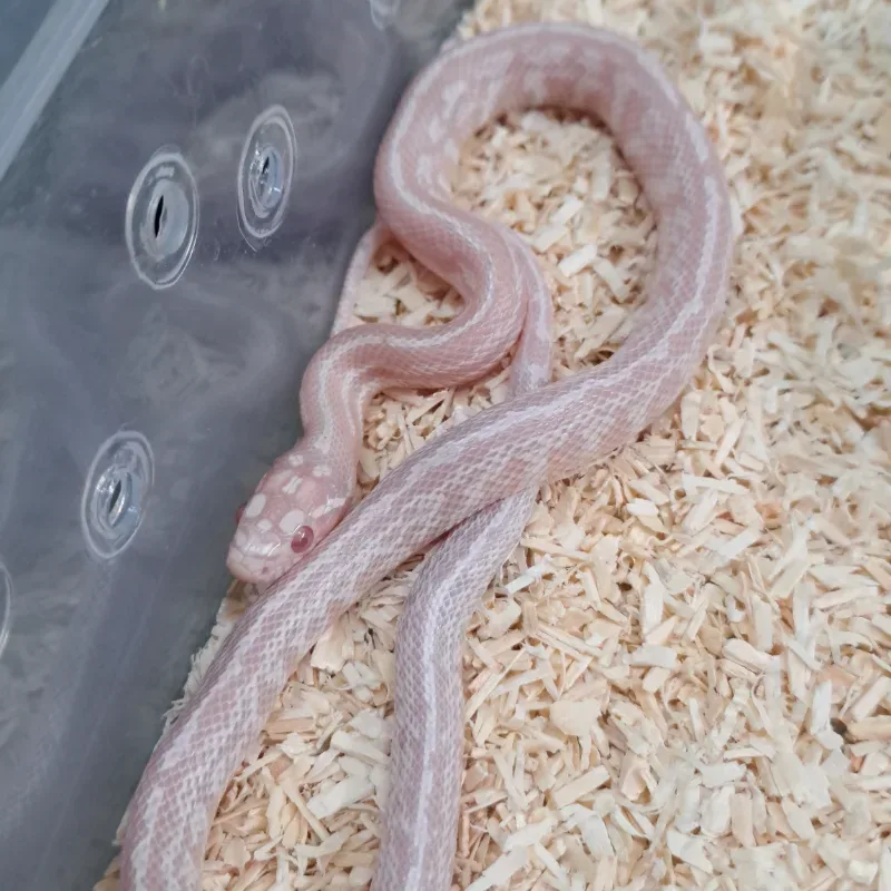 Snow tessera nelson supercorn