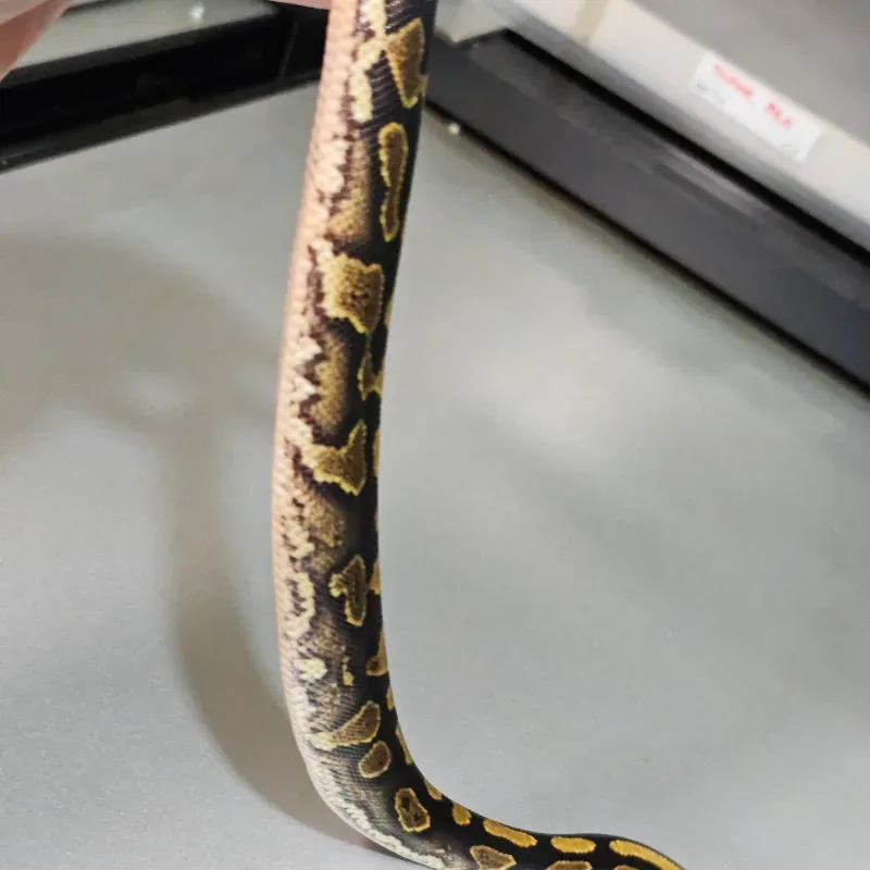 Wookie Enchi Yellowbelly Het Clown 3