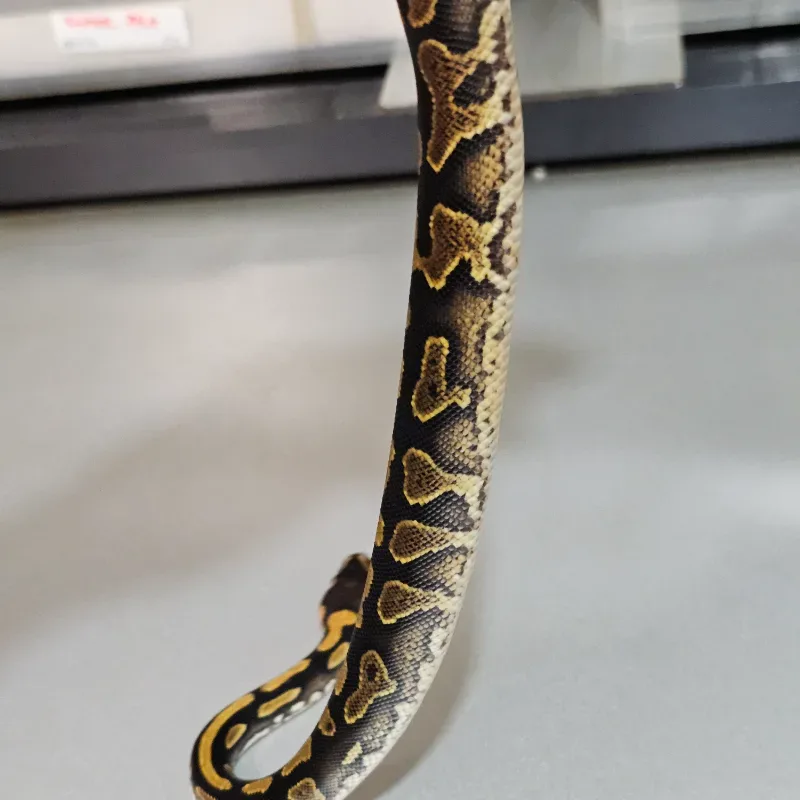 Wookie Enchi Yellowbelly Het Clown 4