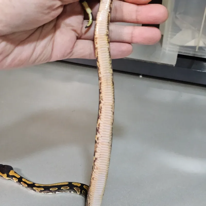 Wookie Enchi Yellowbelly Het Clown 5
