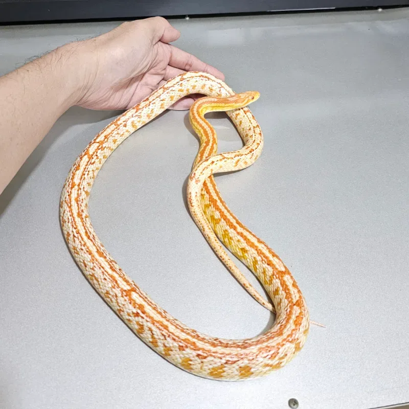Albino/Amelanistic Tessera Het Anerythristic Het Caramel Het Diffused 3