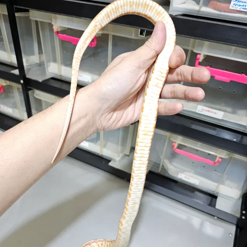 Albino/Amelanistic Tessera Het Anerythristic Het Caramel Het Diffused 4