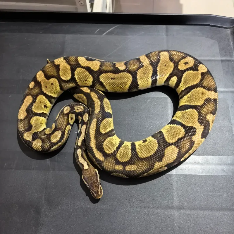 Pastel Het DG ( adult )