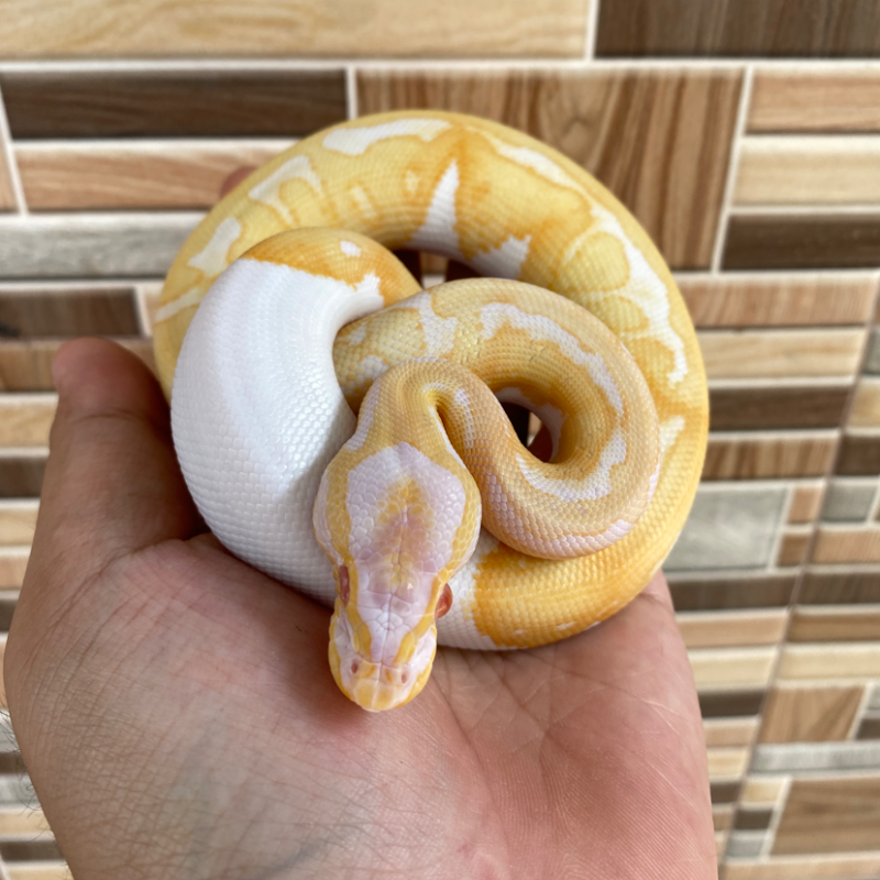 Enchi Pastel (Yellow Belly) Albino Pied
