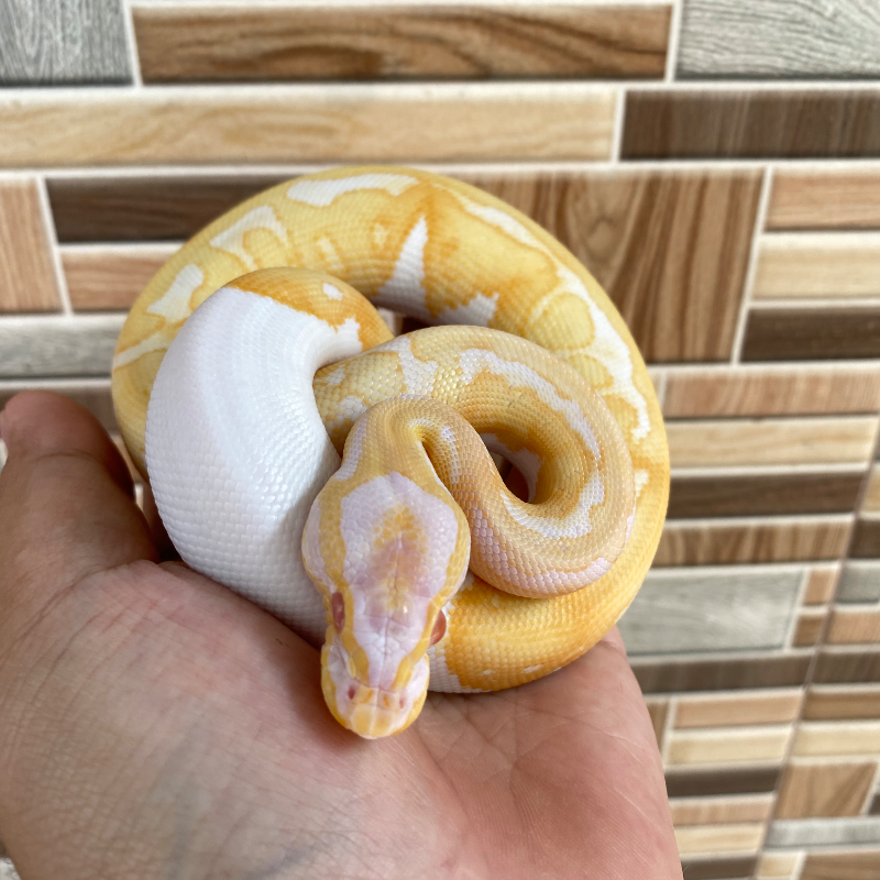 Enchi Pastel (Yellow Belly) Albino Pied