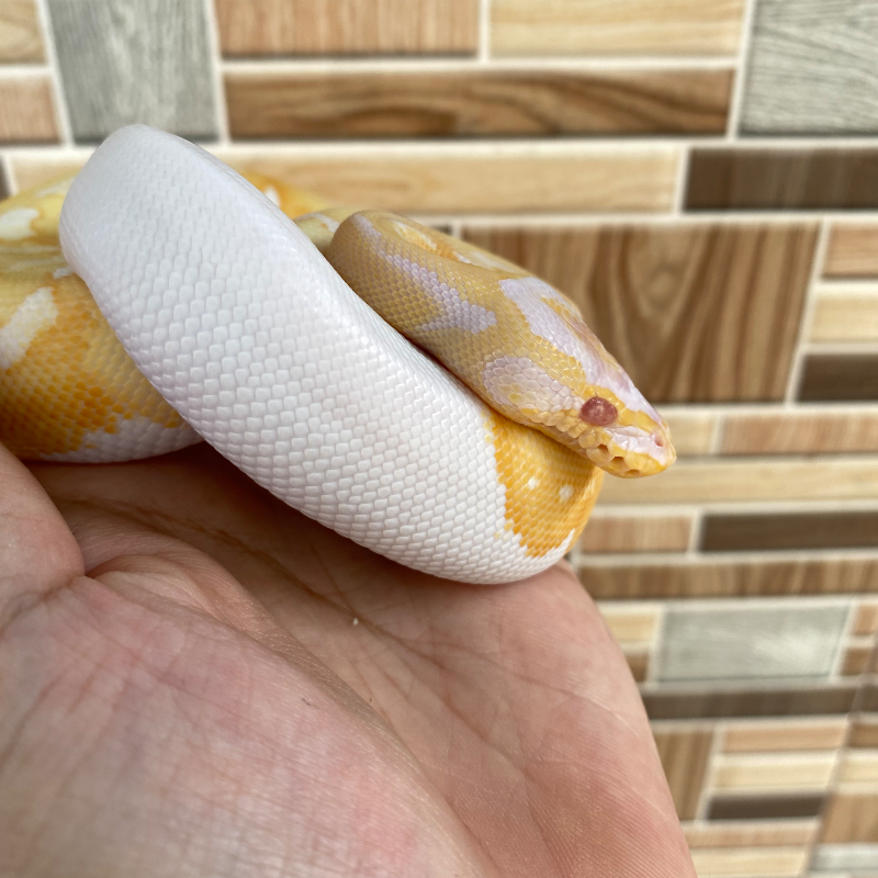 Enchi Pastel (Yellow Belly) Albino Pied