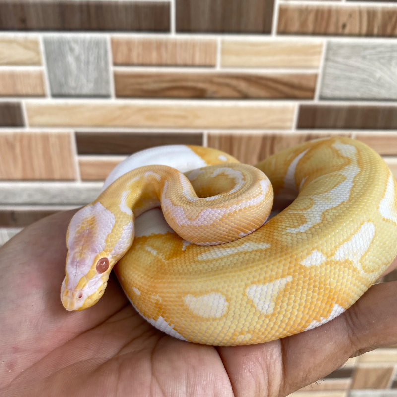 Enchi Pastel (Yellow Belly) Albino Pied