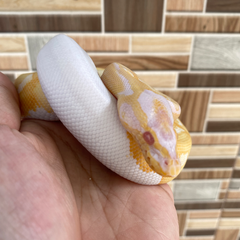 Enchi Pastel (Yellow Belly) Albino Pied
