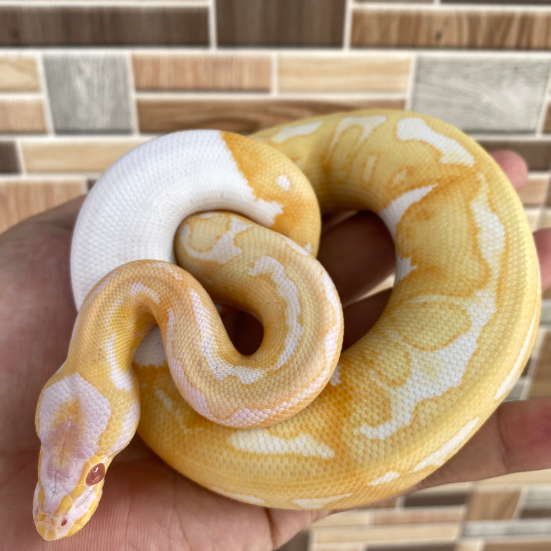 Enchi Pastel (Yellow Belly) Albino Pied