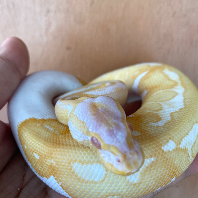 Enchi Pastel (Yellow Belly) Albino Pied