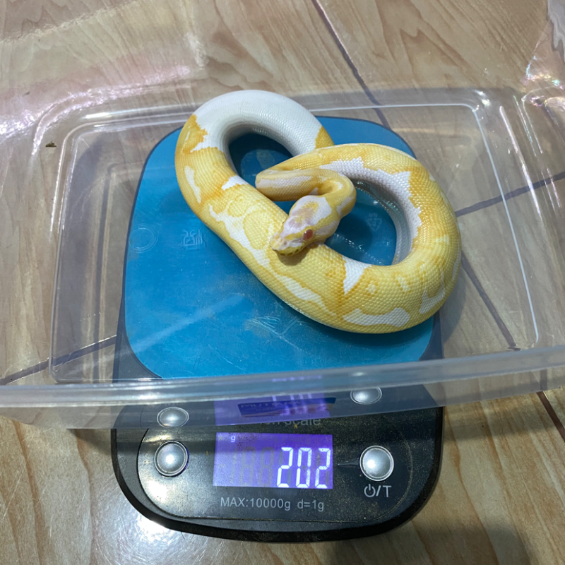 Enchi Pastel (Yellow Belly) Albino Pied