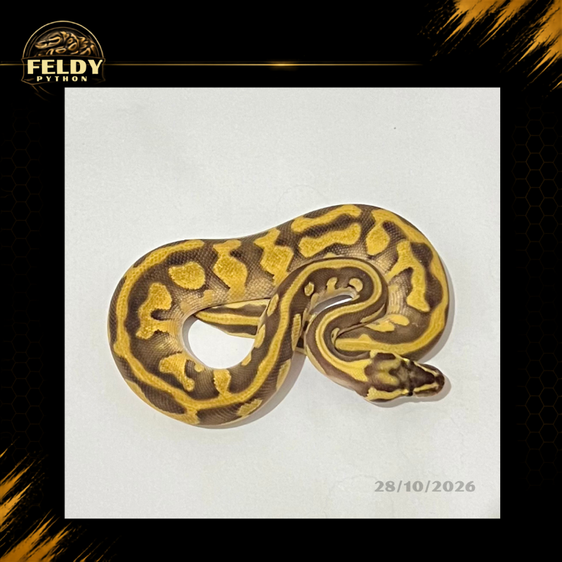 Enchi Leopard Pastave Ball Python