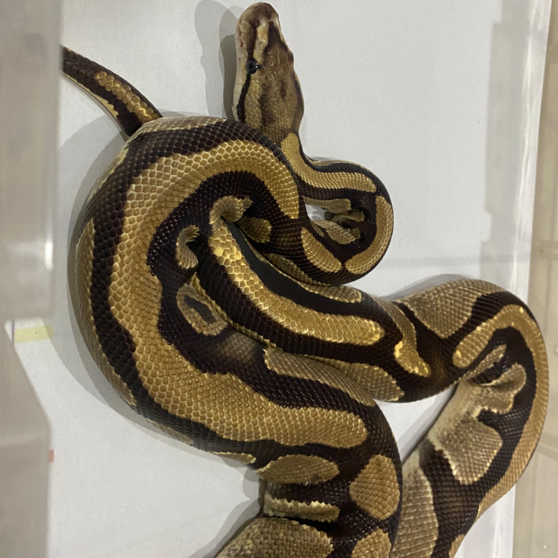 LOST DATA - PREDIKSI MORPH GEN “ FIRE “