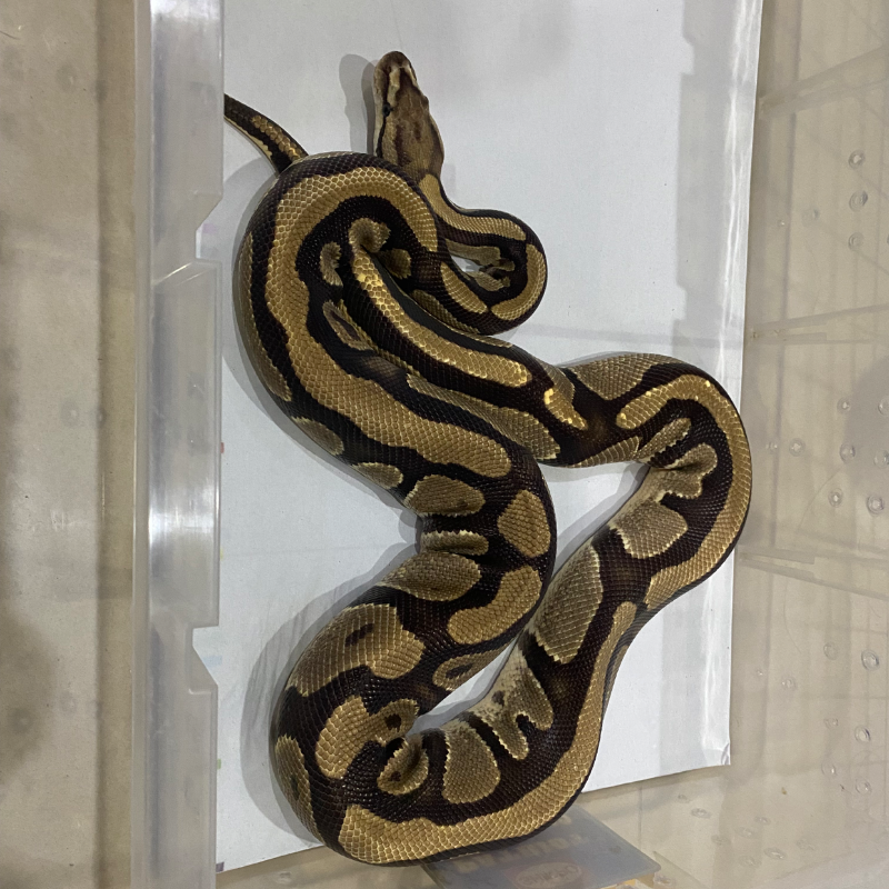 LOST DATA - PREDIKSI MORPH GEN “ FIRE “