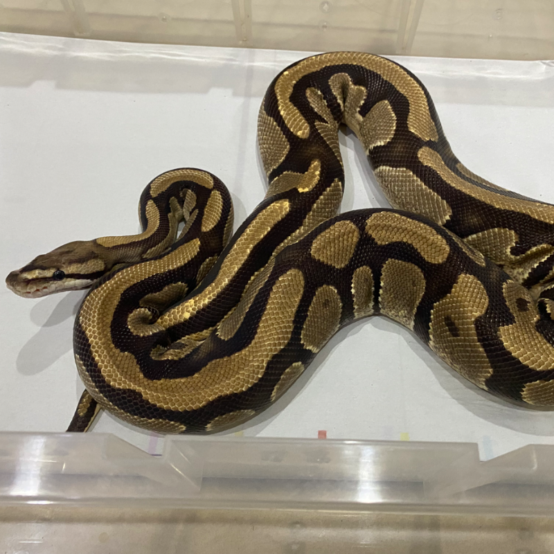 LOST DATA - PREDIKSI MORPH GEN “ FIRE “