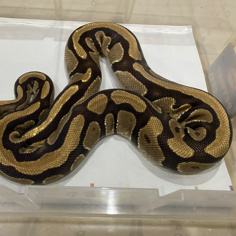LOST DATA - PREDIKSI MORPH GEN “ FIRE “