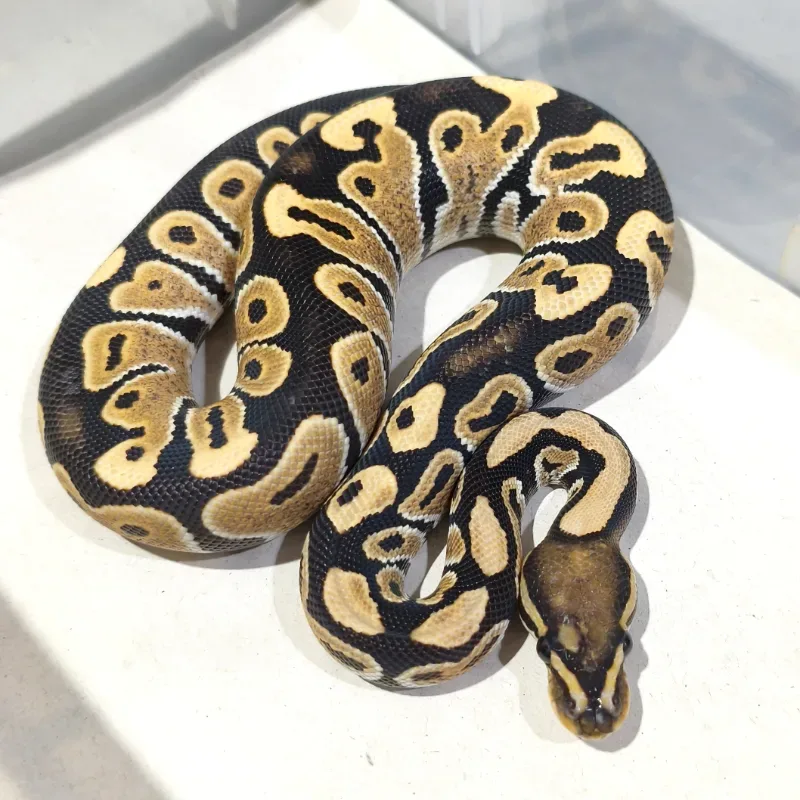 Desert Ghost Het Clown