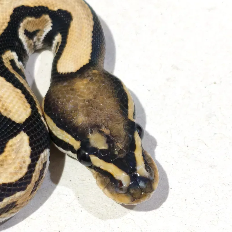 Desert Ghost Het Clown