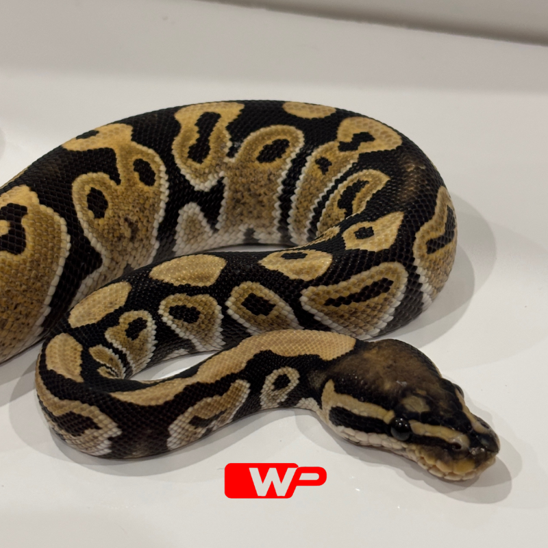 M/ Desert Ghost Het Clown