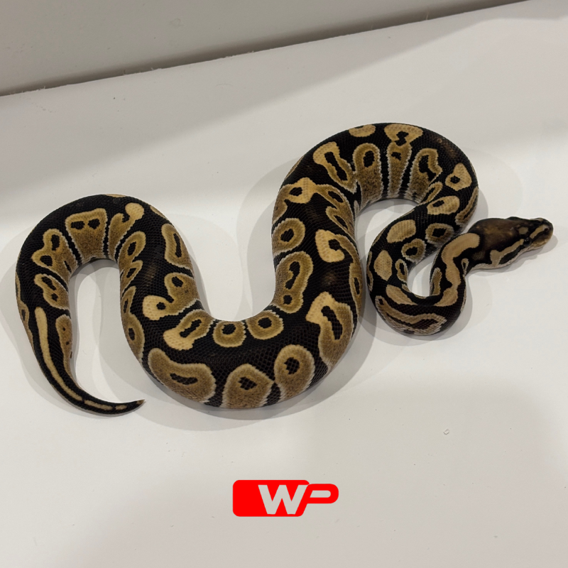 M/ Desert Ghost Het Clown