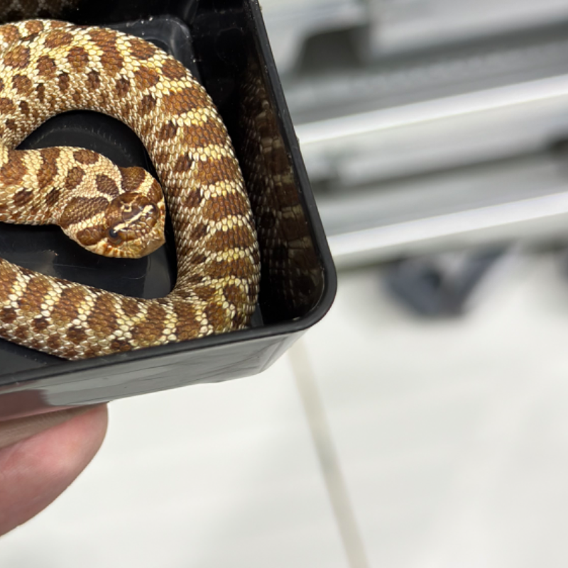 Het Sable Het Albino