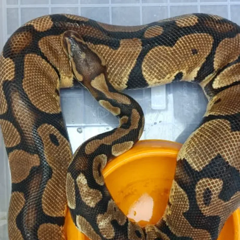 Pastel het Axanthic VPI (Proven)