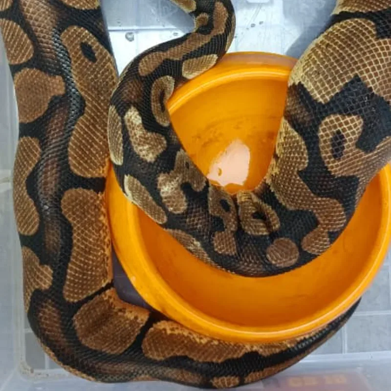 Pastel het Axanthic VPI (Proven)