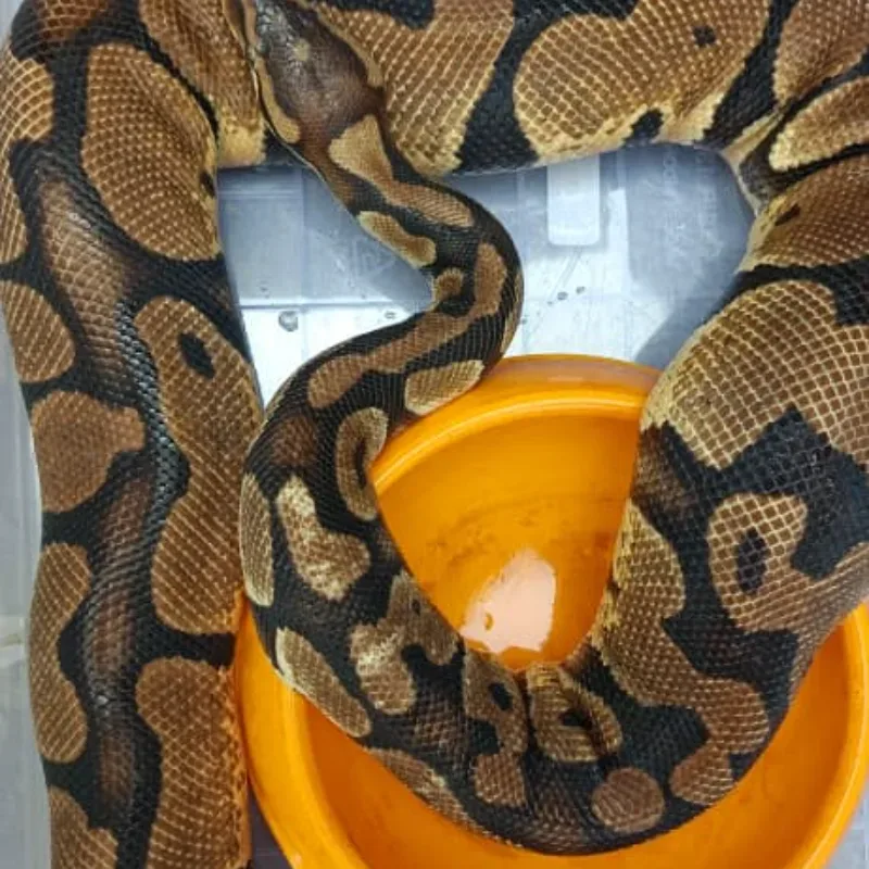 Pastel het Axanthic VPI (Proven)