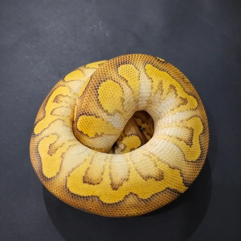 Lace Russo Yellowbelly Clown