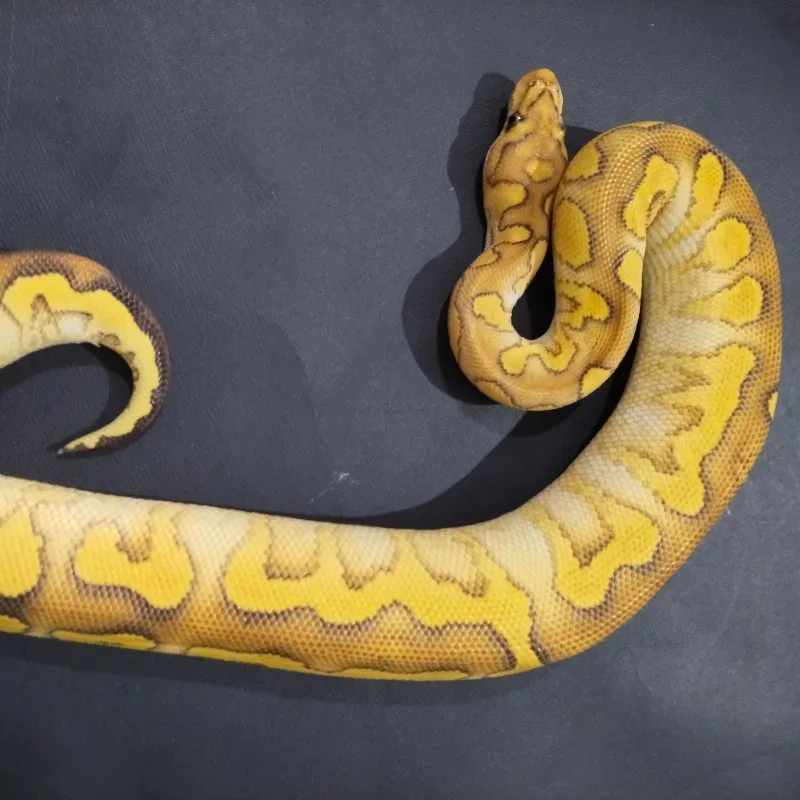 Lace Russo Yellowbelly Clown