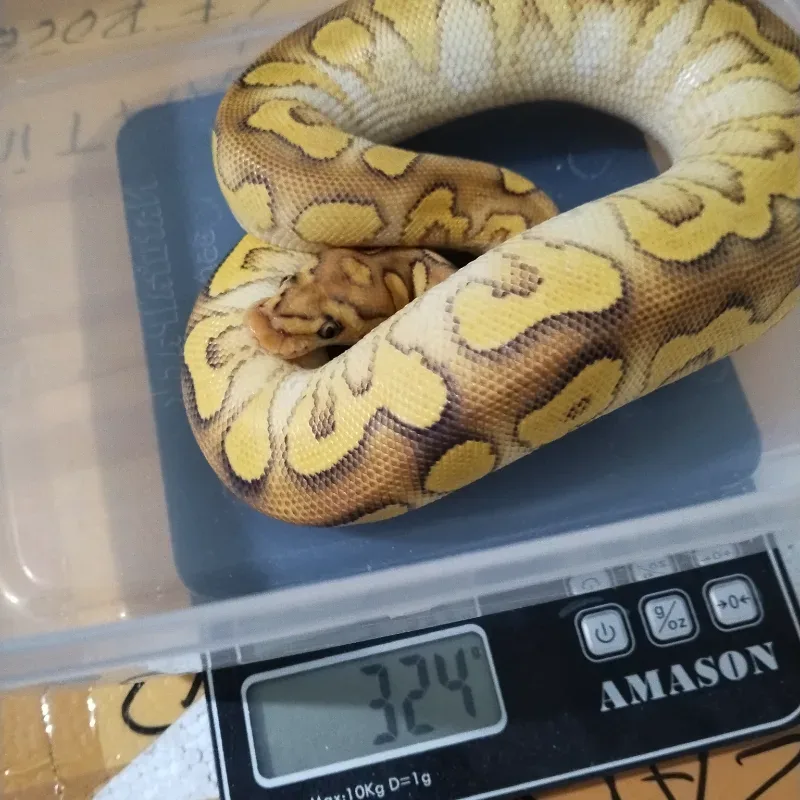 Lace Russo Yellowbelly Clown