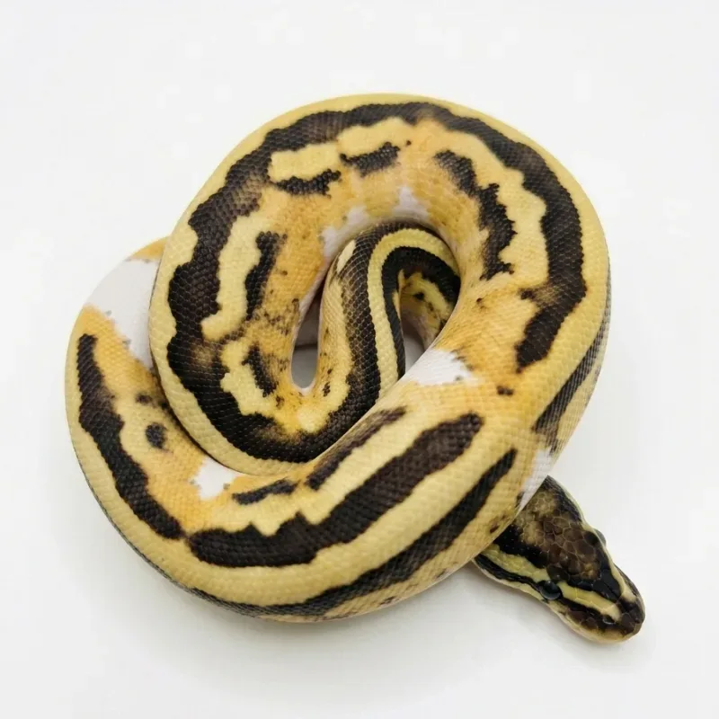 Ball Python Desert Ghost Pied