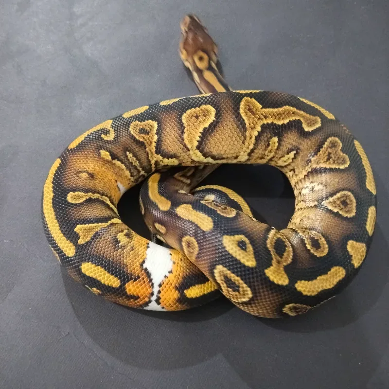 Wookie Yellowbelly Het Clown