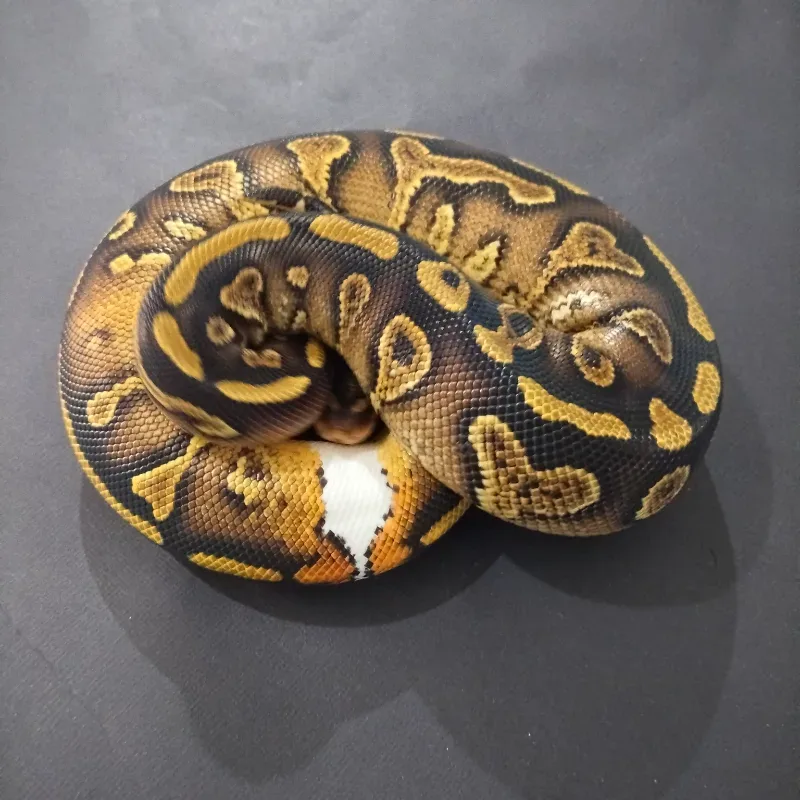 Wookie Yellowbelly Het Clown