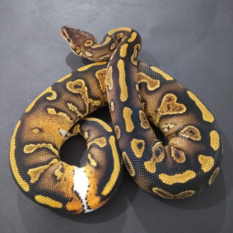 Wookie Yellowbelly Het Clown