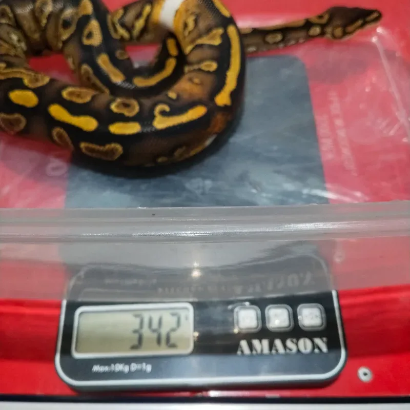 Wookie Yellowbelly Het Clown