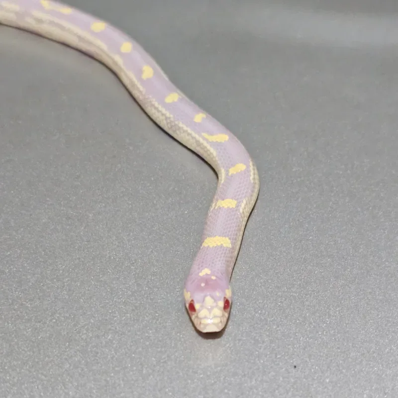 Albino