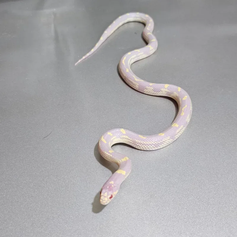 Albino 2